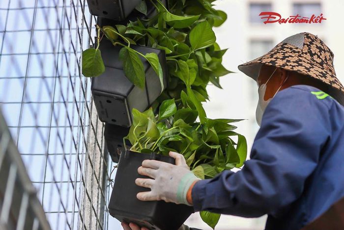 Tại khu vực đường Nguyễn Trãi, hệ thống giàn thép được thiết kế ôm quanh thân trụ, tạo vị trí đặt các chậu cây mà không cần khoan, đục vào kết cấu bê tông. Khoảng cách giữa giàn thép và bề mặt trụ được tính toán để cây có điều kiện sinh trưởng, đồng thời thuận tiện cho việc kiểm tra, theo dõi hiện trạng công trình.