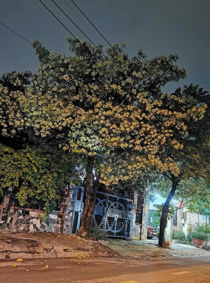 Hoa sữa mọc thành chùm tỏa hương ngào ngạt. Ảnh: Minh Hoàng.