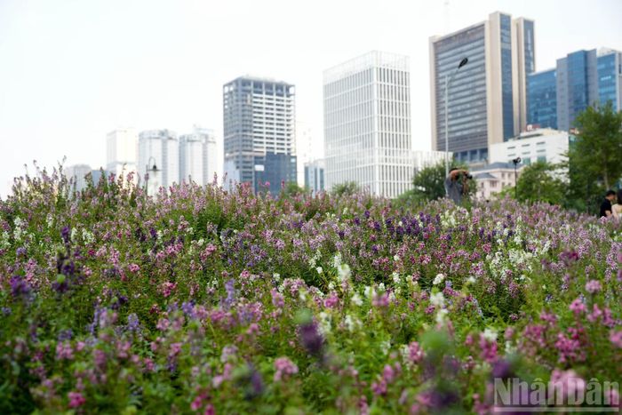 Những khóm hoa violet Nhật với đặc trưng mọc thành từng chùm thuôn dài, được trồng dọc ven khu vực hồ điều hòa.