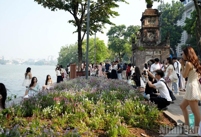  Từ khoảng 8 giờ sáng, thảm hoa violet Nhật (hoa ngọc hân) tím hồng rực rỡ bên tháp Hòa Phong thu hút sự chú ý của người dân, du khách khi dạo quanh hồ Hoàn Kiếm﻿. 