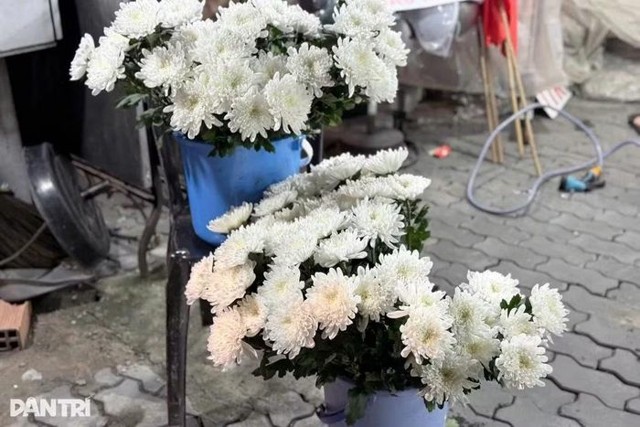 Những nhành hoa cúc được chị Hằng chuẩn bị trong đêm. Ảnh: Bích Phương