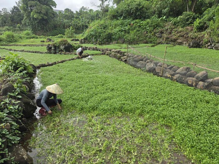  Thu hoạch rau liệt đầu mùa 