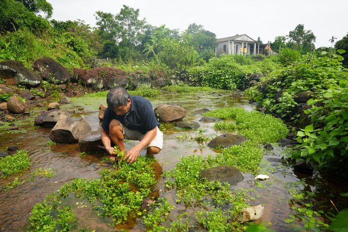  Nhân giống rau liệt trên ruộng đá 