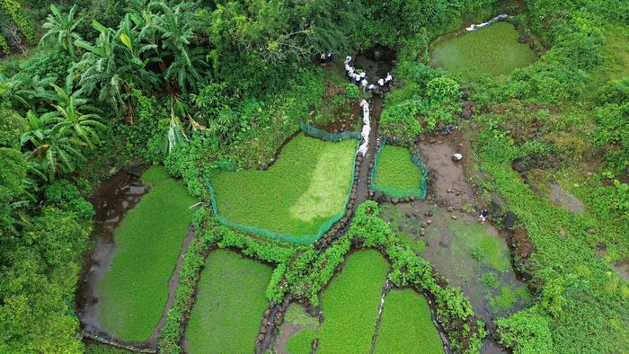  Ruộng rau liệt dưới chân đồi đất đỏ bazan 