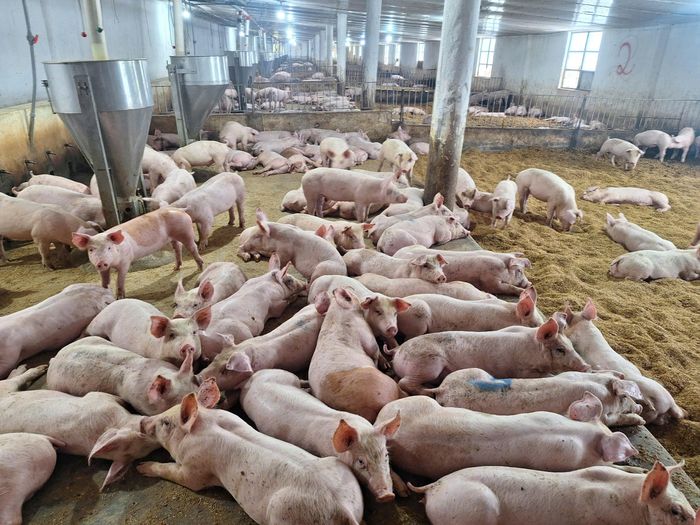 Chăn nuôi heo quy mô lớn tại Công ty TNHH Trang Linh (xã Xuyên Mộc, TPHCM). Ảnh: Quang Lộc