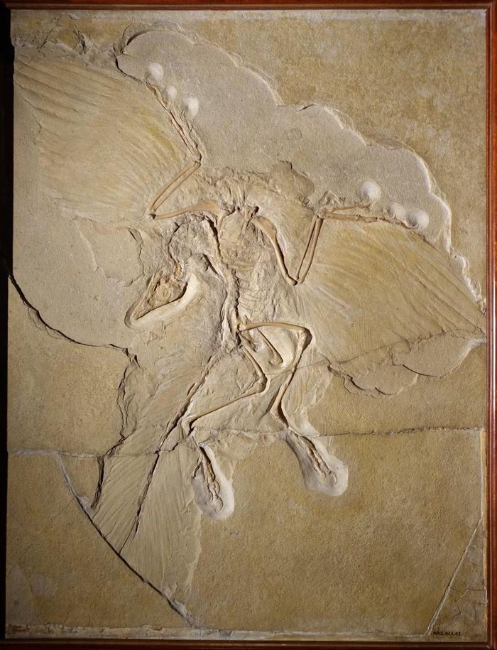 Ảnh: Wikimedia Commons
