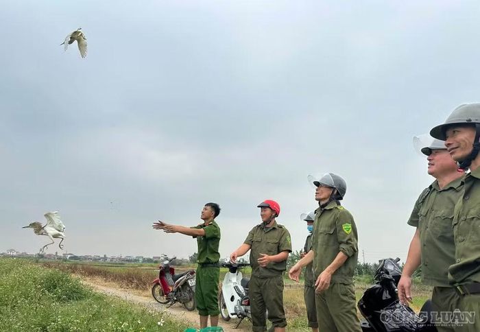 Bên cạnh ngăn ngừa, ngành chức năng cũng đã thu giữ, phóng sinh nhiều cá thể chim còn sống. Ảnh: Kim Long