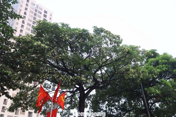 Tại chung cư CT1 Bắc Linh Đàm, phường Định Công (Hà Nội), những cây hoa sữa lâu năm được trồng sát tòa nhà đang đồng loạt nở hoa. Nhiều cây có tán lớn, vươn tới các tầng thấp của chung cư. Mùi hoa theo gió tỏa vào các căn hộ, đặc biệt vào buổi tối và ban đêm.