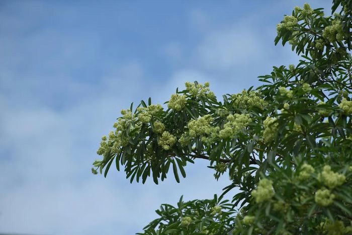 Các tuyến phố và đường tại Hà Nội trồng nhiều cây hoa sữa có thể kể đến Nguyễn Du, Trần Duy Hưng, Trung Hòa, Trung Kính, Duy Tân, Nguyễn Chí Thanh...