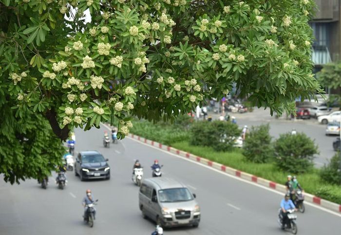 Trên mạng xã hội Threads, một người dùng đề xuất Hà Nội nên hạn chế số lượng cây hoa sữa trên cùng một tuyến đường, thay vì trồng tập trung quá dày. Một tài khoản khác gợi ý thay thế bằng cây sấu, vừa tạo bóng mát, vừa không có mùi hương nồng.