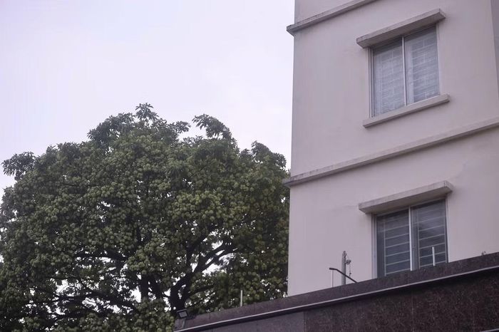 Không chỉ riêng gia đình ông Tư, những căn hộ ở tầng thấp, có cửa sổ và ban công hướng ra hàng cây cũng chịu ảnh hưởng trực tiếp. Việc mở cửa để đón gió, thông thoáng không gian sống trở thành điều bất tiện trong những ngày này. "Chúng tôi mong các cấp lãnh đạo và đơn vị quản lý cây xanh Hà Nội nghiên cứu, có phương án phù hợp với điều kiện sinh sống của cư dân. Chứ cứ đến mùa hoa sữa, nhất là vào ban đêm, người dân lại phải đóng cửa sổ vì mùi quá nồng", ông Tư bày tỏ.