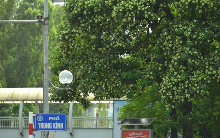 Hoa sữa nở rộ trên phố Trung Kính.