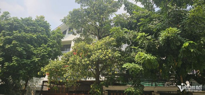 Hoa sữa trồng trong khu đô thị. Ảnh: Thành Huế