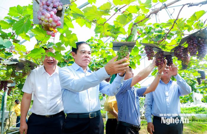 Chủ tịch UBND tỉnh Võ Trọng Hải thăm mô hình nhà màng của hộ gia đình anh Lê Xuân Hải tại xã Quan Thành. Ảnh: Thành Duy