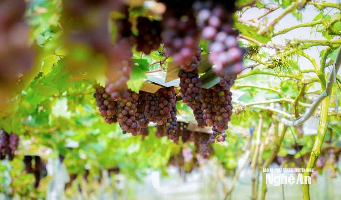 Nho tại mô hình nhà màng của hộ gia đình anh Lê Xuân Hải ở xã Quan Thành đang vào vụ thu hoạch. Ảnh: Thành Duy