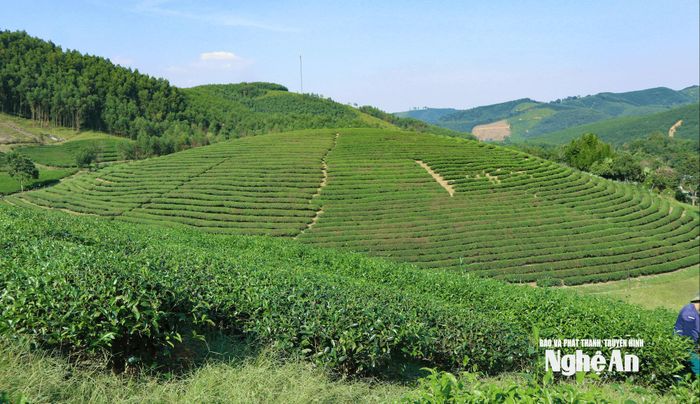 Những đồi chè trải dài ở xã miền núi Sơn Lâm. Ảnh: T.P