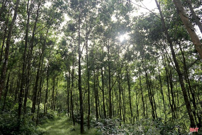 Nguyên liệu phục vụ sản xuất của công ty là gỗ keo. Để chủ động nguồn nguyên liệu, doanh nghiệp hỗ trợ các HTX và một số hộ dân về cây giống, cho ứng trước kinh phí trồng, chăm sóc rừng và ký cam kết bao tiêu sản phẩm. Sự liên kết giữa doanh nghiệp, HTX và người trồng rừng không chỉ bảo đảm đầu vào cho sản xuất mà còn tạo động lực để phát triển vùng nguyên liệu theo hướng bền vững.