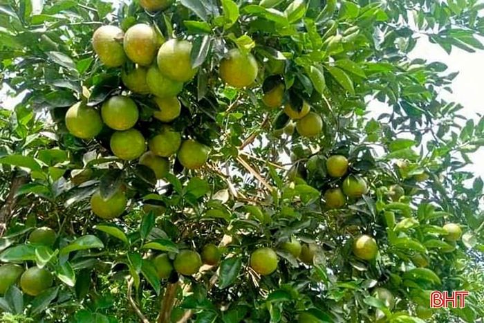 Sau khi được công nhận đạt OCOP 3 sao, giá trị cam của gia đình anh Thái tăng 30% so với trước.