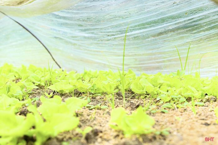  Khi thời tiết có dấu hiệu chuyển mưa, những tấm ni lông được phủ kín luống rau nhằm hạn chế nước mưa tác động trực tiếp, bảo vệ cây giống khỏi dập nát, ngập úng. “Có những hôm trời mưa vào ban đêm, cả làng gọi nhau ra phủ rau. Làm vụ đông tuy vất vả nhưng rau được giá hơn, nhờ đó, chúng tôi cũng có thêm động lực để đầu tư sản xuất” – ông Trần Quyết (thôn Hồng Lĩnh, xã Can Lộc) cho biết. 