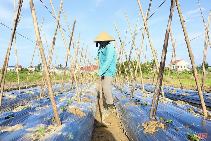  Ông Trương Viết Luận – Chủ tịch Hội Nông dân xã Đông Kinh chia sẻ: “Là địa phương có diện tích rau vụ đông lớn, mang lại nguồn thu nhập chính cho nhiều hộ dân, ngay từ đầu vụ, Hội Nông dân xã đã xây dựng kế hoạch, bám sát đề cương sản xuất của địa phương, tổ chức họp, phổ biến thông tin về mùa vụ, tình hình thời tiết và hướng dẫn bà con chủ động các biện pháp bảo vệ cây trồng. Đến nay, phần lớn diện tích rau đang trong giai đoạn ươm giống; các diện tích đã xuống giống được người dân chú trọng chăm sóc, giảm thiểu thiệt hại khi mưa lớn xảy ra”. 