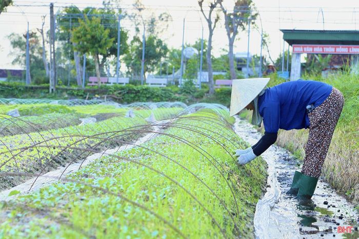 Thôn Hồng Lĩnh có 40 hộ dân chuyên canh cây rau giống, tổng diện tích trên 2 ha. Thời điểm này, cùng với khơi thông dòng chảy, tiêu úng cho diện tích canh tác, nông dân chủ động làm cỏ, xới nhẹ đất quanh gốc, kiểm tra và phòng trừ sâu bệnh, tạo độ thông thoáng cho ruộng rau, giúp cây sinh trưởng tốt, nâng cao năng suất và chất lượng.