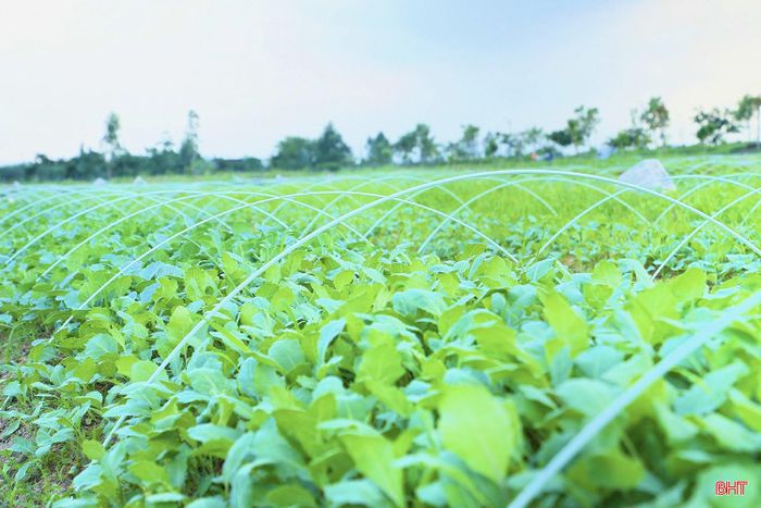 Sau đợt mưa kéo dài, khi thời tiết tạnh ráo, những tấm ni lông được gỡ bỏ để cây giống đón ánh nắng, tăng cường quang hợp, phục hồi sinh trưởng. Những luống rau xanh mướt dần lộ diện, tạo nên bức tranh đồng quê trù phú.