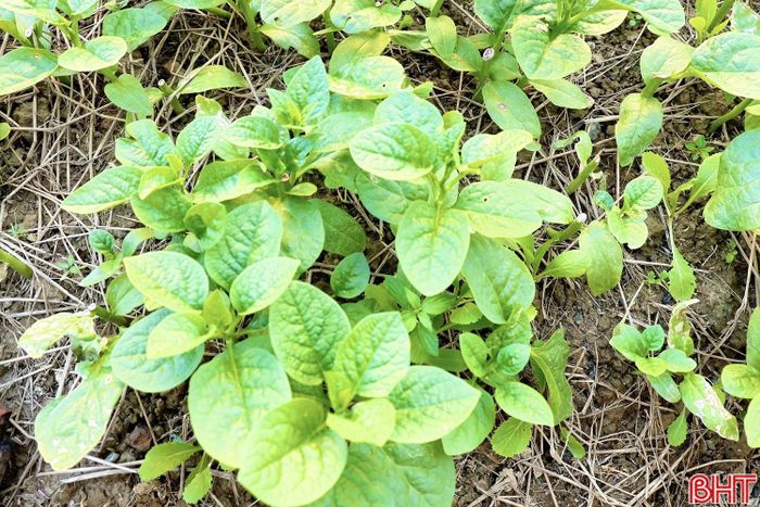  Cùng với sự chủ động của người dân, các cấp hội nông dân và chính quyền địa phương thường xuyên bám sát địa bàn, hướng dẫn bà con áp dụng các biện pháp chăm sóc, tiêu úng, phòng trừ sâu bệnh, bảo vệ cây trồng trước diễn biến bất lợi của thời tiết. Nhờ đó, nhiều diện tích rau vụ đông vẫn giữ được màu xanh, sinh trưởng ổn định. 