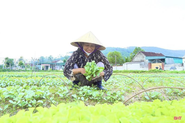  Bà Nguyễn Thị Tình (thôn Hồng Lĩnh, xã Can Lộc) chia sẻ: “Làm rau giống vụ đông phải đặc biệt chú ý theo dõi thời tiết, bởi chỉ một trận mưa nhỏ cũng có thể ảnh hưởng đến cả quá trình sản xuất. Bên cạnh việc lên luống cao, tạo thoát nước tốt, gia đình tôi còn chuẩn bị ni lông, dựng cọc để che phủ diện tích khi trời chuyển mưa. Nhờ đó, hạn chế tình trạng thối rễ, sinh trưởng kém, bảo đảm chất lượng cây giống khi xuất bán". 