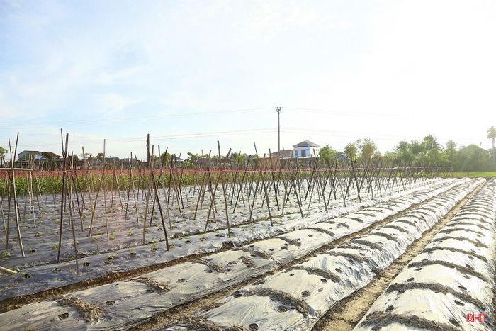  Tại xã Đông Kinh, với hơn 35 ha rau vụ đông, thời điểm này, nhiều vùng sản xuất đã bắt đầu xuống giống lứa rau mới. Ông Lê Hữu Ninh - Trưởng thôn Liên Hợp (xã Đông Kinh) cho biết: "Để hạn chế thiệt hại do mưa bão, người dân chủ động thực hiện các biện pháp ngay từ khâu làm đất như lên luống cao, tạo rãnh thoát nước, chuẩn bị vật liệu che phủ và dựng giàn leo cho các loại cây phù hợp". 