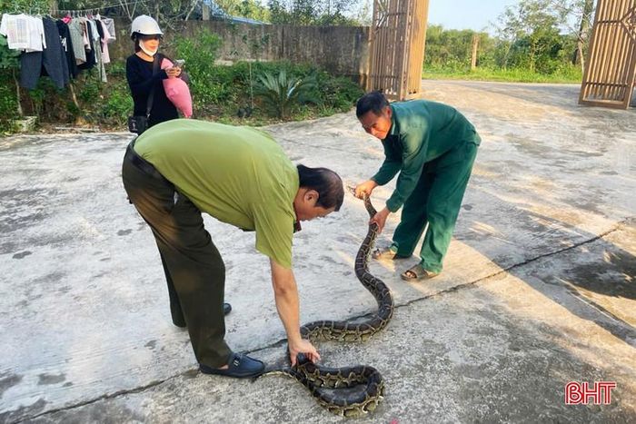 Cá thể trăn đất là loài động vật rừng nguy cấp, quý, hiếm thuộc Nhóm IIB.