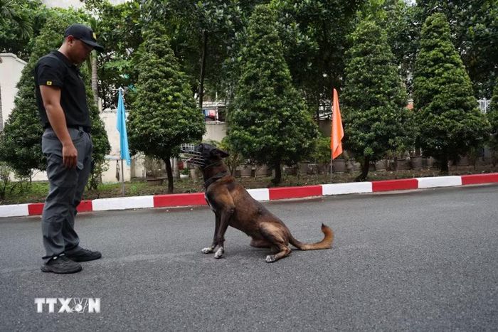 Giờ huấn luyện chó nghiệp vụ của Phòng Cảnh vệ miền Nam. (Ảnh: Hồng Đạt/TTXVN)