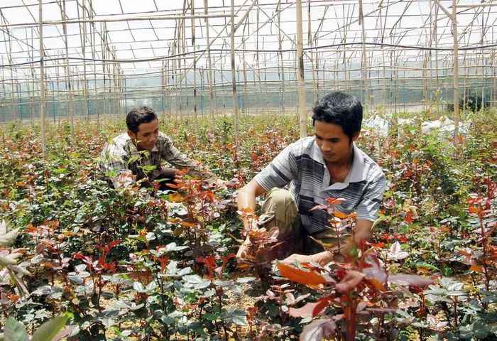 Vườn hồng của gia đình ông Păng Ting Sin dưới chân đỉnh Langbiang tạo việc làm cho nhiều đồng bào dân tộc thiểu số địa phương. (Ảnh: Vietnam+)