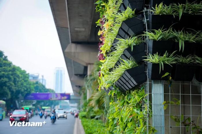 Hiện tại trụ đường sắt tuyến Cát Linh-Hà Đông đoạn qua Royal city đã được trồng cây, tạo cảnh quan xanh mát tại khu vực này. (Ảnh: Như Lan/Vietnam+)