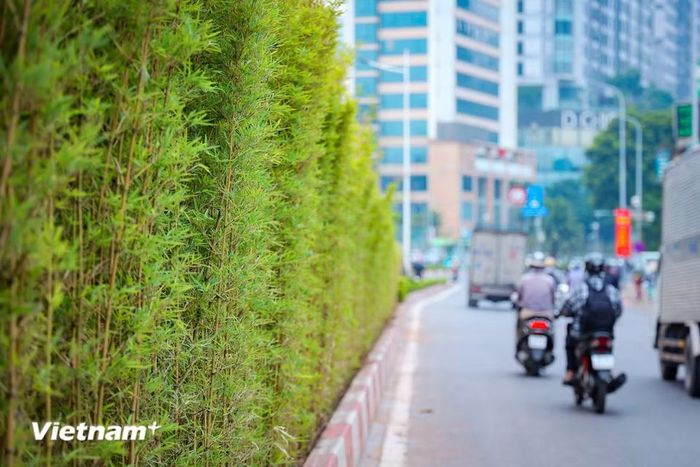 Đây được xem là giải pháp đô thị thông minh, giúp tối ưu hóa không gian trống và cải thiện môi trường sống. (Ảnh: Như Lan/Vietnam+)