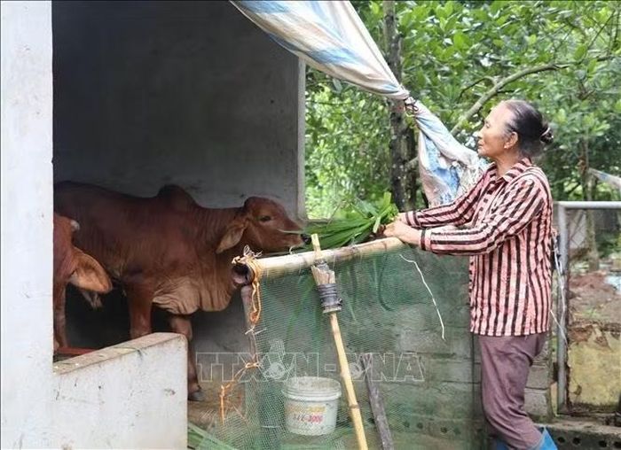 Mô hình chăn nuôi bò sinh sản của Hội Nông dân phường Duy Tân, tỉnh Ninh Bình, góp phần tạo sinh kế, nâng cao thu nhập và giảm nghèo bền vững.