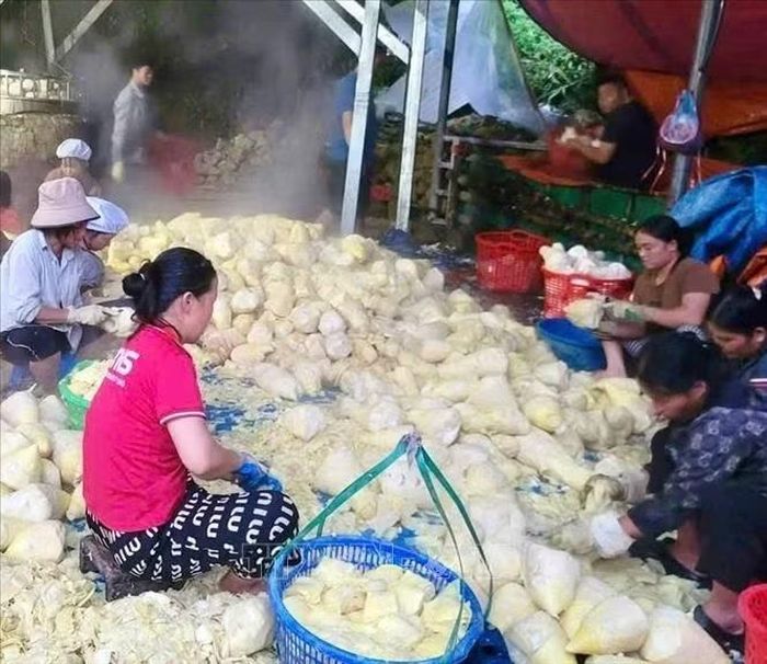 Lao động địa phương sơ chế, bóc vỏ măng tươi tại xưởng chế biến của Hợp tác xã Nông lâm nghiệp Quý Hòa (xã Mường Vang, tỉnh Phú Thọ). Ảnh: TTXVN phát