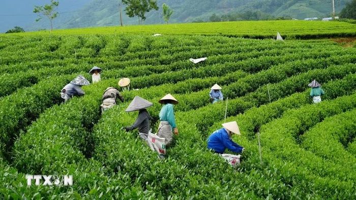 Nông dân xã La Bằng thu hái chè. Ảnh: Hoàng Nguyên/TTXVN