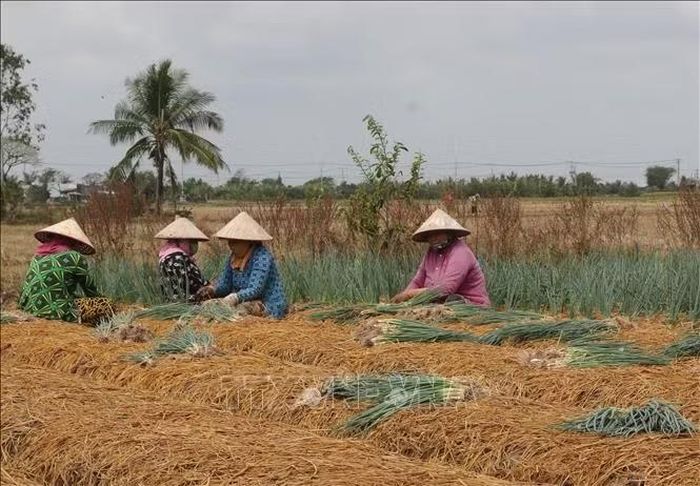 Mô hình trồng màu trên rẫy, giúp nhiều gia đình nghèo tăng thu nhập, phát triển kinh tế.