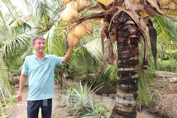 Mô hình trồng ca cao xen trong vườn dừa sáp của hội viên nông dân Lý Quốc Việt, xã Phong Thạnh, tỉnh Vĩnh Long, được chuyển đổi từ đất trồng lúa, mang lại hiệu quả kinh tế cao. Ảnh: Thanh Hòa - TTXVN