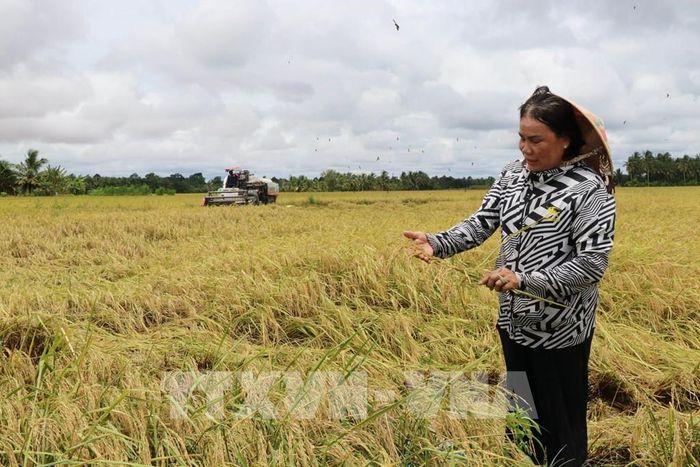 Nông dân tham gia mô hình liên kết trồng lúa ST25 ở xã Phong Thạnh thu hoạch lúa vụ Hè Thu 2026. Ảnh: Thanh Hòa - TTXVN