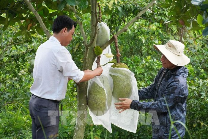 Vườn mít thái của ông Nguyễn Hữu Tâm tại ấp 4, xã Thanh Hưng, tỉnh Đồng Tháp. Ảnh: Công Trí - TTXVN