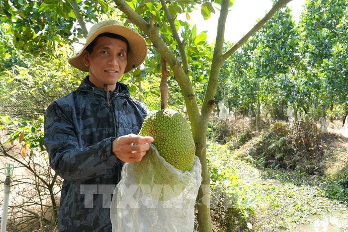 Ông Nguyễn Hữu Tâm tại ấp 4, xã Thanh Hưng, tỉnh Đồng Tháp bao trái mít để tránh sâu bệnh. Ảnh: Công Trí - TTXVN
