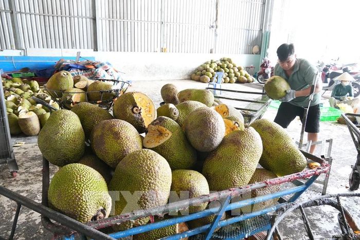 Các vựa thu mua mít để lột múi, xử lý bán cho các công ty sấy khô, chế biến. Ảnh: Công Trí - TTXVN