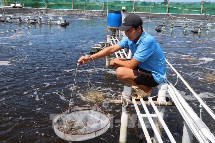 Cần phát triển nuôi tôm công nghệ cao, tuần hoàn để tiết kiệm nguồn nước. Ảnh minh họa: Thanh Hòa - TTXVN 