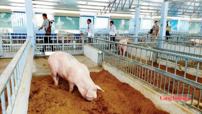 Chăn nuôi là một trong những “nguồn máy phát” khí mê-tan lớn nhất thế giới.