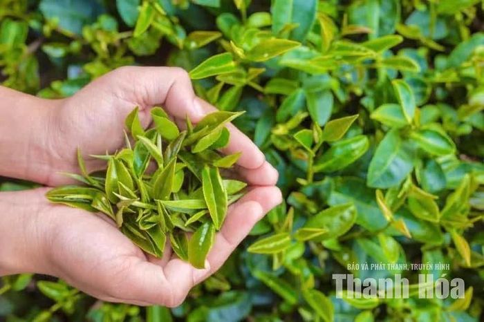 Từ sáng sớm, người dân đã có mặt trên nương, tranh thủ thời tiết thuận lợi để thu gom những búp chè đạt yêu cầu.
