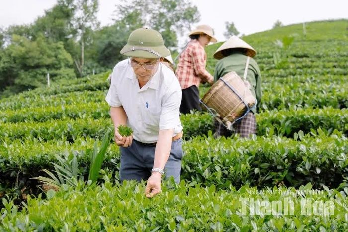 Qua từng mùa vụ, cây chè không chỉ tạo việc làm tại chỗ mà còn góp phần giữ chân người lao động, giúp nhiều gia đình có thêm nguồn thu nhập từ chính mảnh đất quê hương. Những bước chân trên đồi chè hôm nay tiếp nối hành trình bền bỉ của nhiều năm gắn bó với cây trồng này.