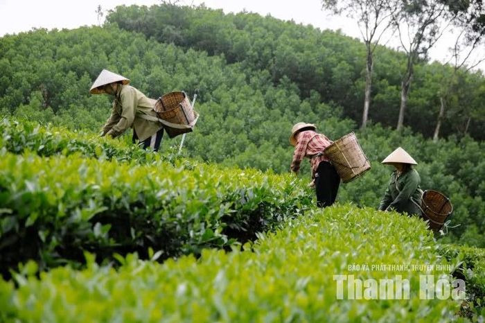 Với người trồng chè Bình Sơn, mỗi mùa thu hoạch không chỉ là mùa lao động mà còn là thành quả của những tháng ngày chăm sóc, vun trồng.