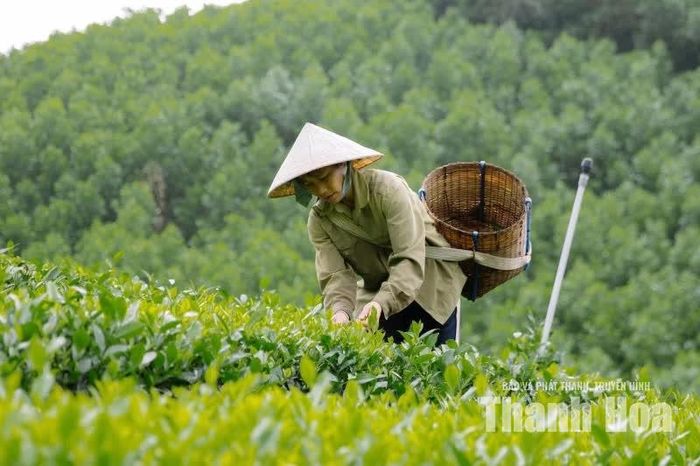 Giữa màu xanh bạt ngàn, những đôi bàn tay thoăn thoắt lựa từng búp chè non. Công việc tưởng chừng giản đơn nhưng đòi hỏi sự tỉ mỉ, kinh nghiệm và hiểu biết về thời điểm thu hái. Mỗi búp chè được chọn đúng độ non là bước khởi đầu cho một sản phẩm chất lượng.