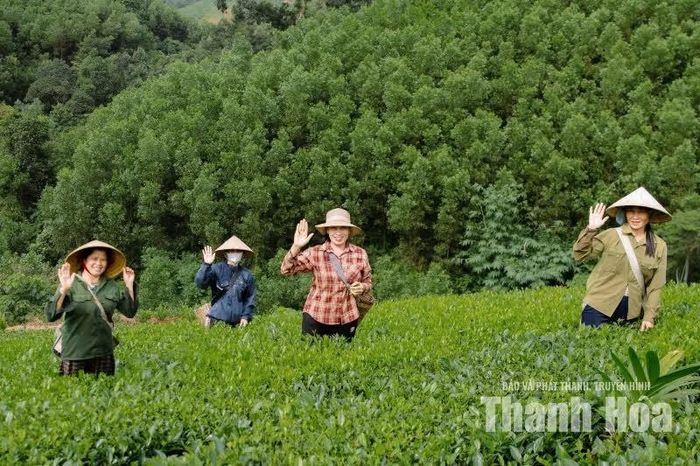 Những đồi chè xanh hôm nay là kết quả của một hành trình bền bỉ, từ những ngày đầu khai hoang đến quá trình đổi mới phương thức sản xuất và xây dựng thương hiệu. Phía trước vùng chè Bình Sơn vẫn còn những yêu cầu về nâng cao chất lượng, ổn định vùng nguyên liệu, mở rộng thị trường và phát triển sản xuất theo hướng bền vững. Từ những búp chè non đang vươn mình trên triền đồi, người dân nơi đây có thêm niềm tin vào một tương lai khởi sắc, nơi cây chè tiếp tục góp phần làm giàu quê hương.